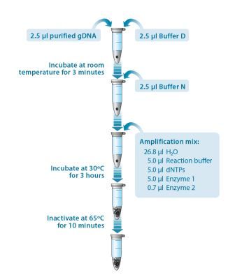 Trueprime<sup>®</sup> Whole Genome Amplification process diagram