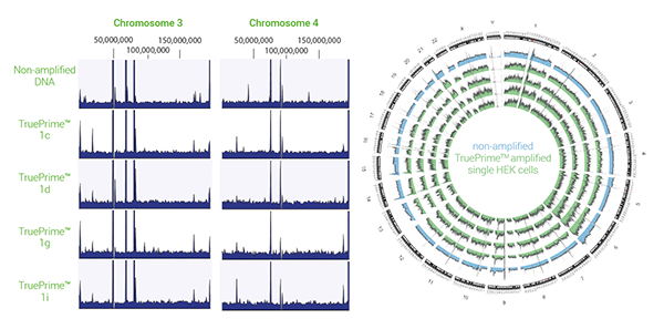 4BB™ TruePrime<sup></noscript>®</sup> WGA reproducbility data” width=”600″ height=”297″ /></p><p>Left: Shown are comparisons of chromosome 3 and 4 coverage to non amplified HEK293 cell DNA from the same cells. Note the evenness of coverage, and the high similarity between single cells.</p><p>Right: Circos plot showing the whole genome coverage of the four replicates (blue = non amplified; green = amplified).</p></div></div><div class=