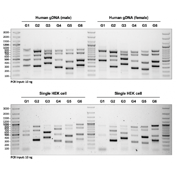 4BB™ CovCheck Multiplex kit - PCR gel results
