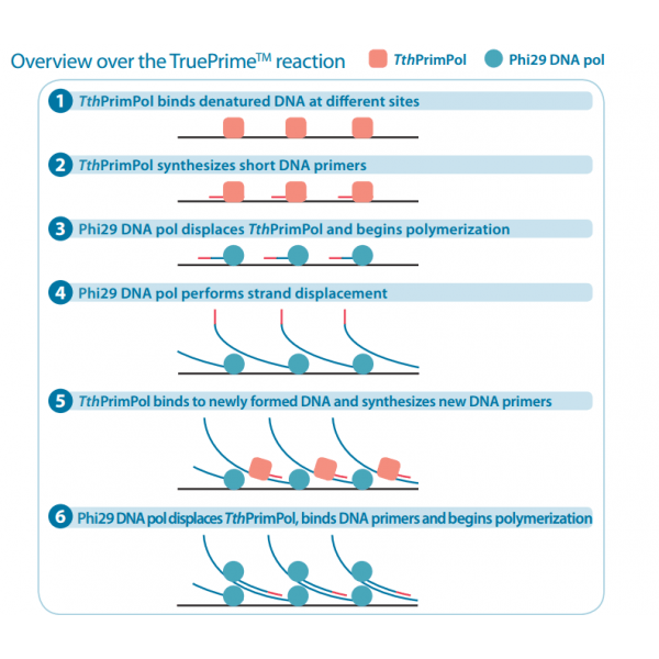 4BB™ TruePrime<sup></noscript>®</sup> multiple displacement amplification in 6 steps” width=”600″ height=”600″ /></p><p><strong>Supply: </strong>4BB™ TruePrime<sup>®</sup> Single Cell WGA Kit is supplied in a single box, with sufficient reagents for either 25 or 100 amplification reactions. The system consists of ten components, including the enzymes and buffers to perform the amplification reactions. Contents are provided in clear, screw-cap tubes with colour-coded lids as referenced in the 4BB™ TruePrime<sup>®</sup> Single Cell WGA kit handbook.</p><p><strong>Shipping and Storage: </strong>4BB™ TruePrime<sup>®</sup> Single Cell WGA kit is shipped in dry ice. Upon receipt, the kit should be stored immediately at -20°C in a non-frost-free (constant temperature) freezer. If stored correctly the product can be kept for at least 24 months after shipping without displaying any reduction in performance. For longer storage periods we recommend a temperature of -80ºC.</p><p><strong>Technical specifications: </strong>4BB™ TruePrime<sup>®</sup> Single Cell WGA Kit version 2.0 uses a novel and reliable method to achieve accurate genome amplification from single cells. Dedicated buffers and enzymes deliver microgram quantities of DNA from a single cell or few cells. Up to 50 cells can be amplified with the same protocol. Amplification of a few cells instead of one can improve total coverage breadth if your experimental design allows this. Typical DNA yields from a TruePrime<sup>®</sup> Single Cell WGA kit version 2.0 reaction are about 3-4 μg per 50 μl reaction and 3 hours reaction time when starting from a single mammalian cell.<br /> Please note that the apparent yield may change depending on the quantification method chosen. Yields and kinetics will vary if crude or unquantified samples are amplified. Reactions without input DNA (no template controls) do not produce any amplification product during 3 hour reaction times. Mean product length is greater than 10 kb. Store amplified DNA at 4ºC for short-term storage or -20ºC for long-term storage.<br /> 4BB™ TruePrime<sup>®</sup> Single Cell WGA Kit version 2.0 uses alkaline incubation to allow cell lysis and DNA denaturation of genomic DNA with very low DNA fragmentation. This results in amplified DNA with high integrity and fragment length, so that most of the sequences are uniformly represented.</p><p><strong>Quality Control: </strong>Each batch of 4BB™ TruePrime<sup>®</sup> Single Cell WGA kit is tested against predetermined specifications to ensure consistent product quality. Enzymes used in the kit have been tested separately to ensure adherence to specifications.</p><p><strong>Intended use: </strong>4BB™ TruePrime<sup>®</sup> Single Cell WGA kit version 2.0 is intended for molecular biology use only and in vitro use only. This product is not intended for diagnosis, prevention or treatment of a disease in humans beings or animals.</p><p><strong>Patent: </strong>Patent protection for TthPrimPol and methods associated with its use is pending.</p><p><strong>Safety information: </strong>Safety data sheets are available for download. This material may contain substances or activities that are harmful to human health. It should not be ingested, inhaled, or brought into contact with skin, and handled with appropriate care in accordance with the principles of good laboratory practices. Buffer L1 contains potassium hydroxide: corrosive, harmful. Risk and safety phrases: R22-35. S26-36/37/39-45.</p><p><strong>Contents</strong></p><p><table class=